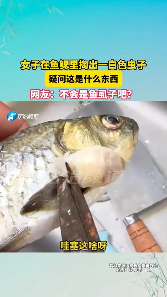 女子在鱼鳃里掏出一白色虫子,疑问这是什么东西