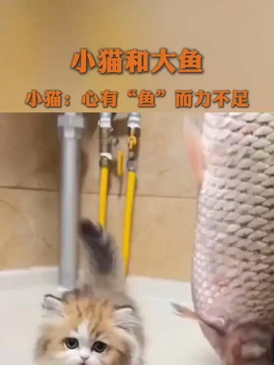小猫和大鱼。小猫:心有“鱼”而力不足!