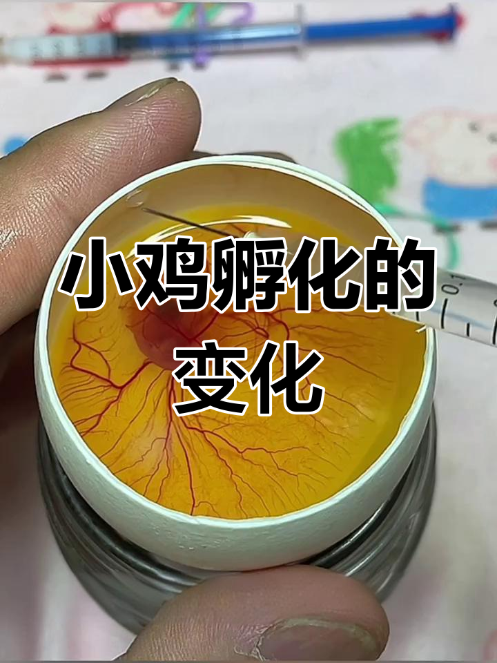 人工孵化小鸡,爪子已长出,心跳消失!