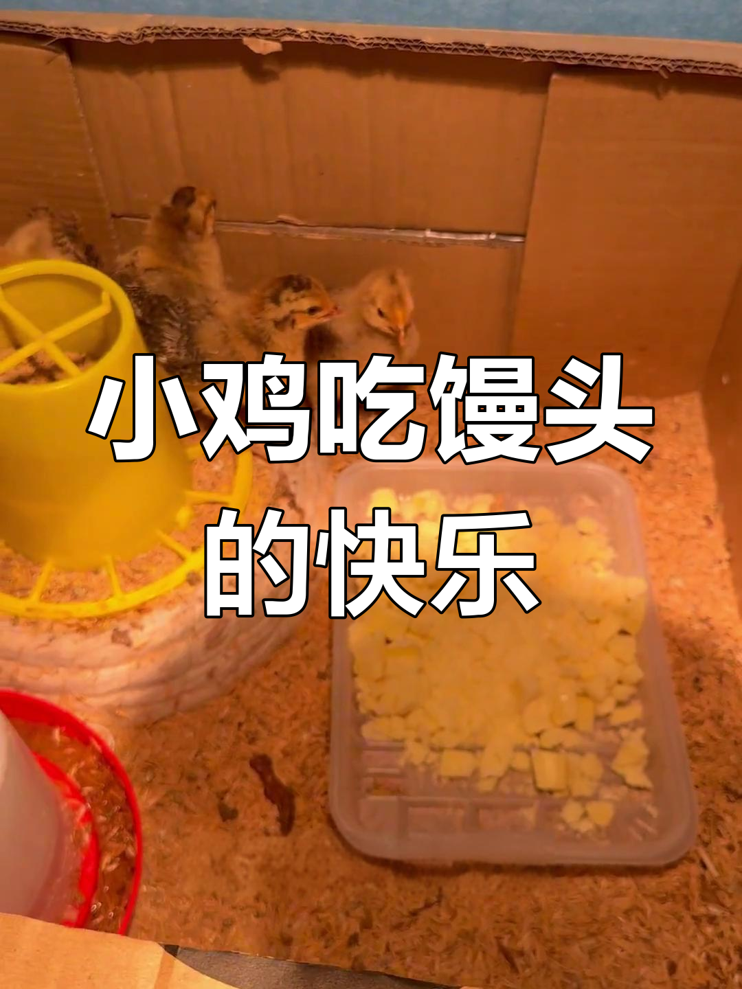 小鸡首次尝试馒头,激动不已