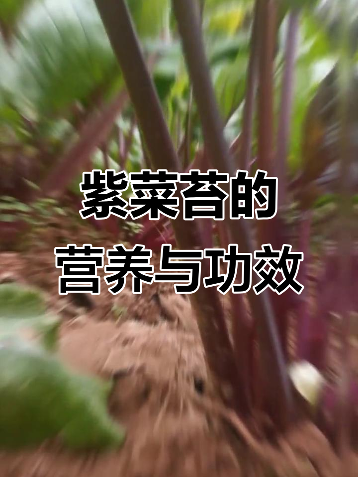 紫菜苔营养丰富,能助防治疾病
