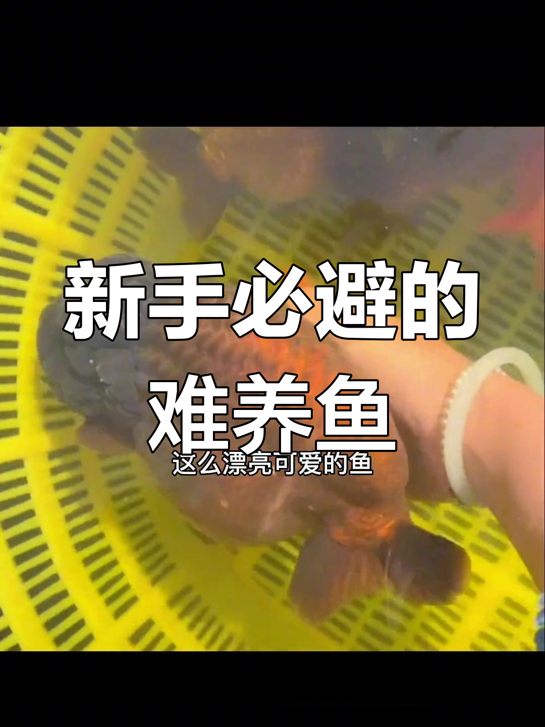 蓝兽金鱼:美丽与脆弱并存