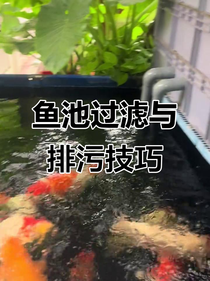 鱼池排污不复杂,虹吸原理让沉淀舱更干净