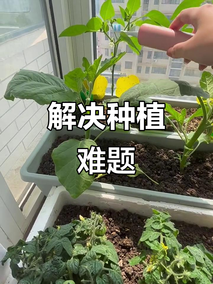室内种菜不结果?三步轻松解决,新手也能快速上手!