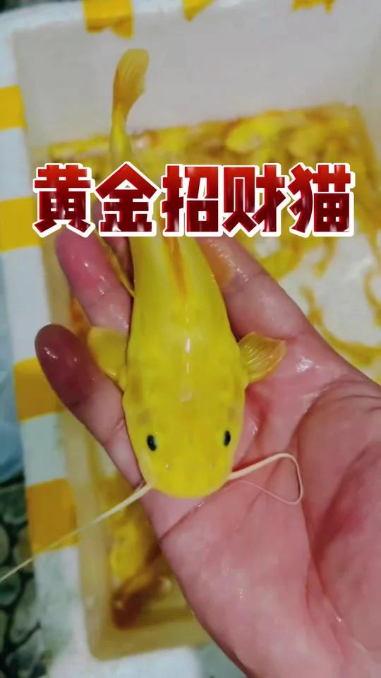 黄金招财猫鱼