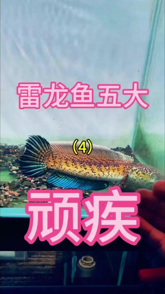 雷龙鱼五大顽疾之蹭缸 黄金眼镜蛇雷龙 雷龙鱼 巴卡雷龙 雷龙鱼苗饲养方法 观赏鱼