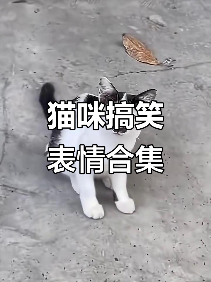 奶牛猫表情包大赏,萌态十足让人忍俊不禁
