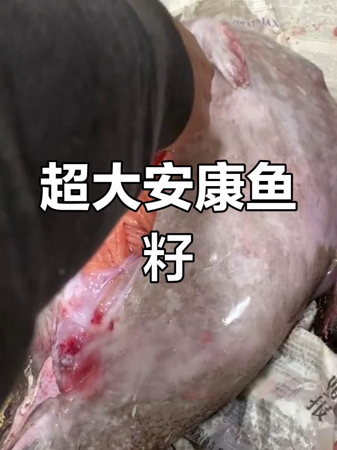安康鱼籽抻开竟有2米长,16斤超大海鲜奇观