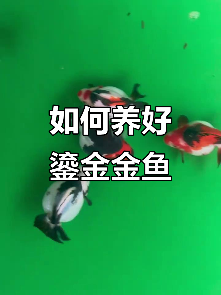 鎏金金鱼养殖技巧:水位、喂食全攻略