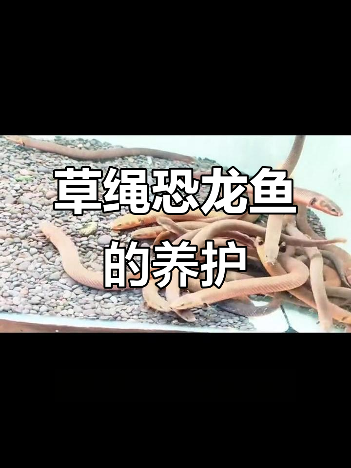 草绳恐龙鱼:古老鱼类,温顺易养