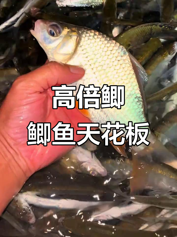 鲫鱼中的极品!高背鲫的独特魅力,万绿湖野生珍品