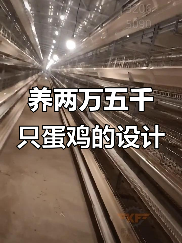 2.5万只蛋鸡的养殖规划,如何设计更合理?