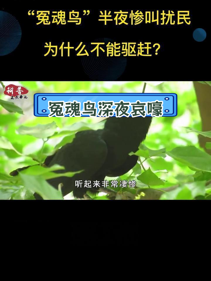 半夜冤魂鸟凄惨叫声,为何无法驱赶?