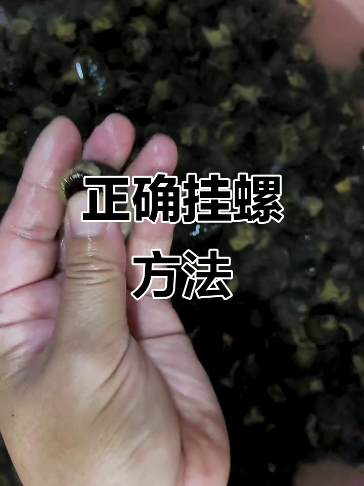 田螺挂钩技巧大揭秘,如何让青鱼更容易上钩