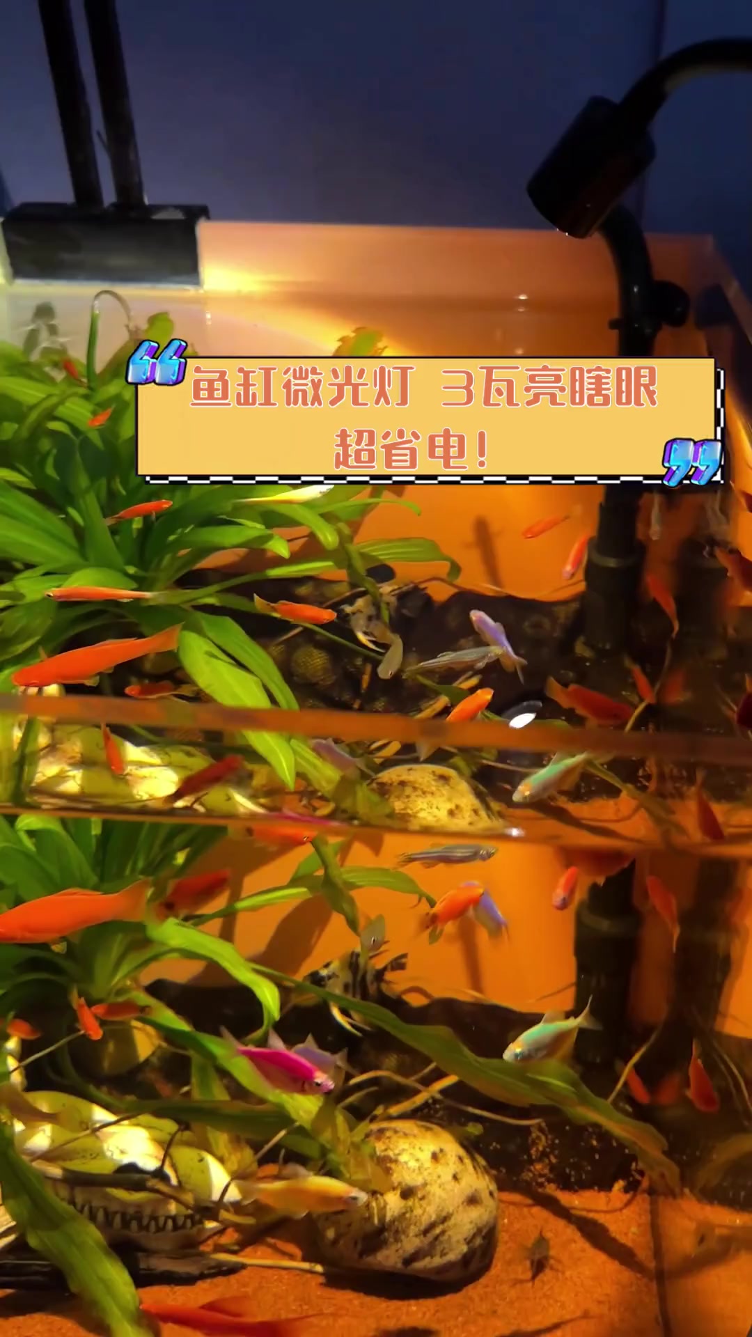 鱼缸微光灯,3瓦亮瞎眼,超省电!