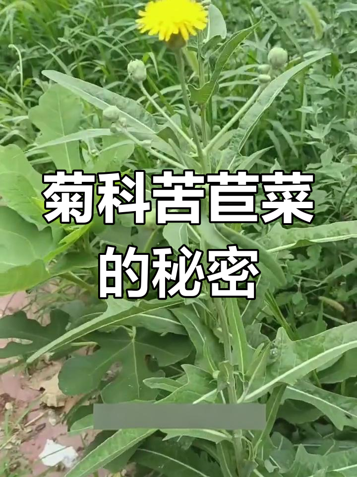 菊科苦苣菜:从“噩梦”到宝藏野草,你了解吗?