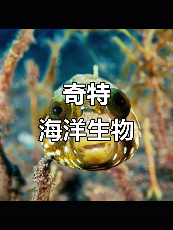 珍珠狗头、金背宝石,双印龙公鱼与鳃斑盔鱼的奇妙组合