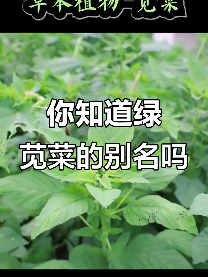 夏季常见绿苋菜,你家乡叫它什么?