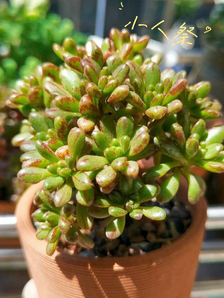 多肉——小人祭