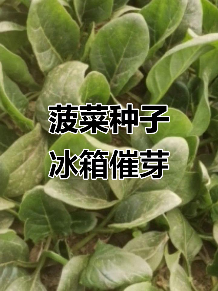冰箱催芽法:让菠菜种子快速发芽