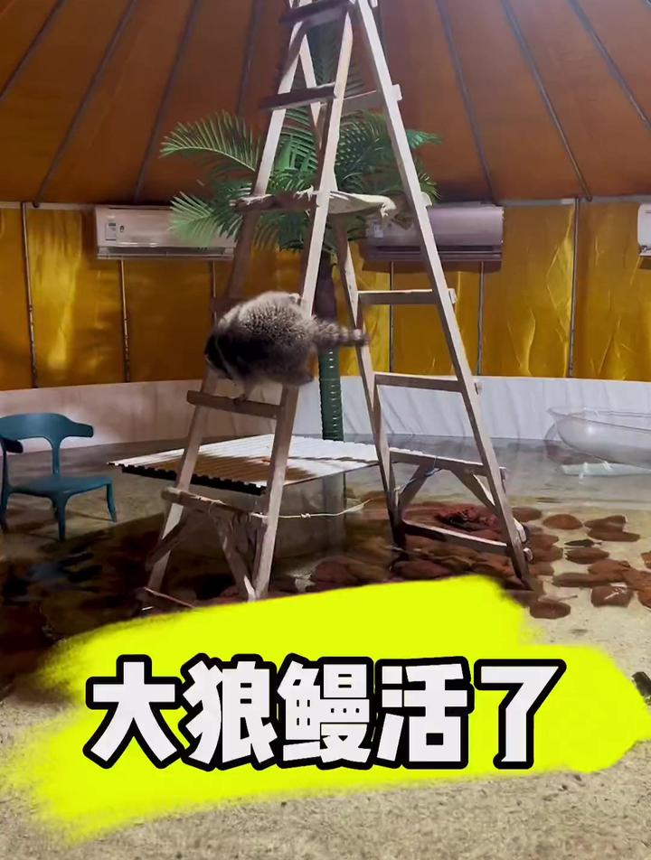 大狼鳗活下来了!厉害吧