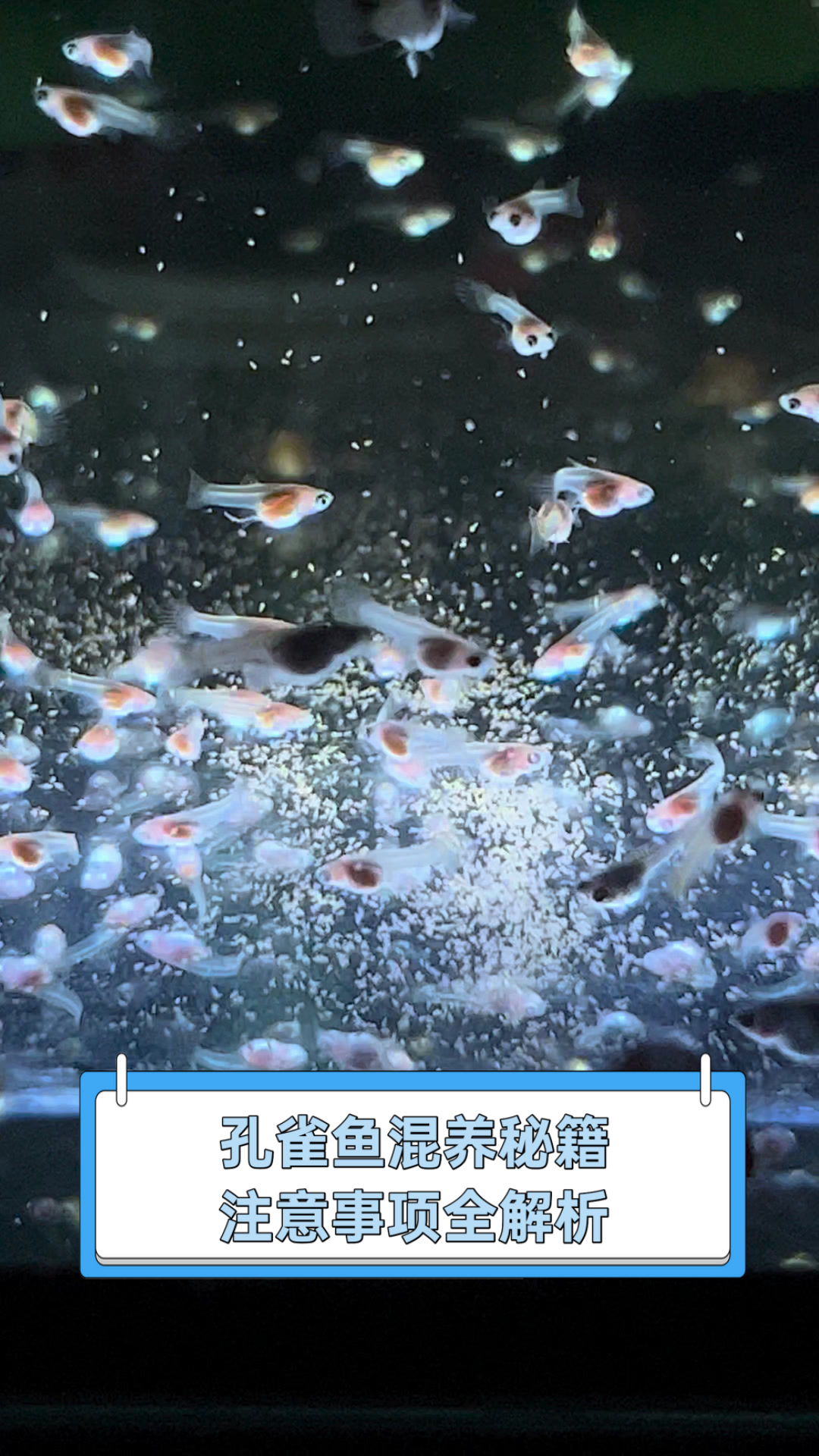 孔雀鱼混养秘籍,注意事项全解析