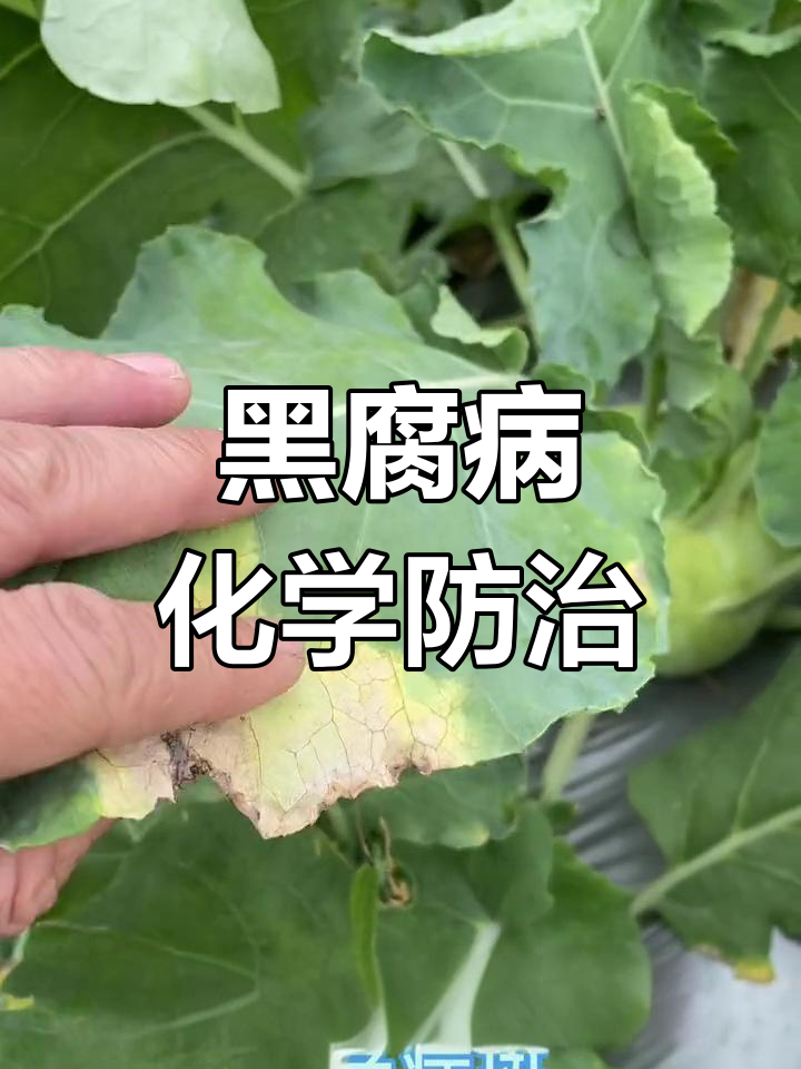 菜果黑腐病防治方法