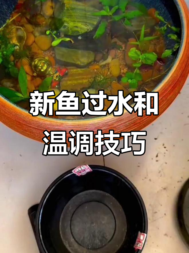 如何正确处理新鱼过水与温度调节