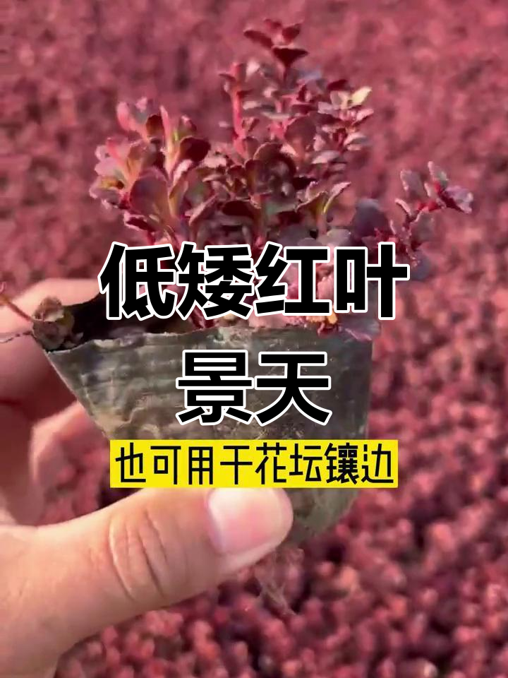红叶景天:低矮彩叶植物,园林美化新选择