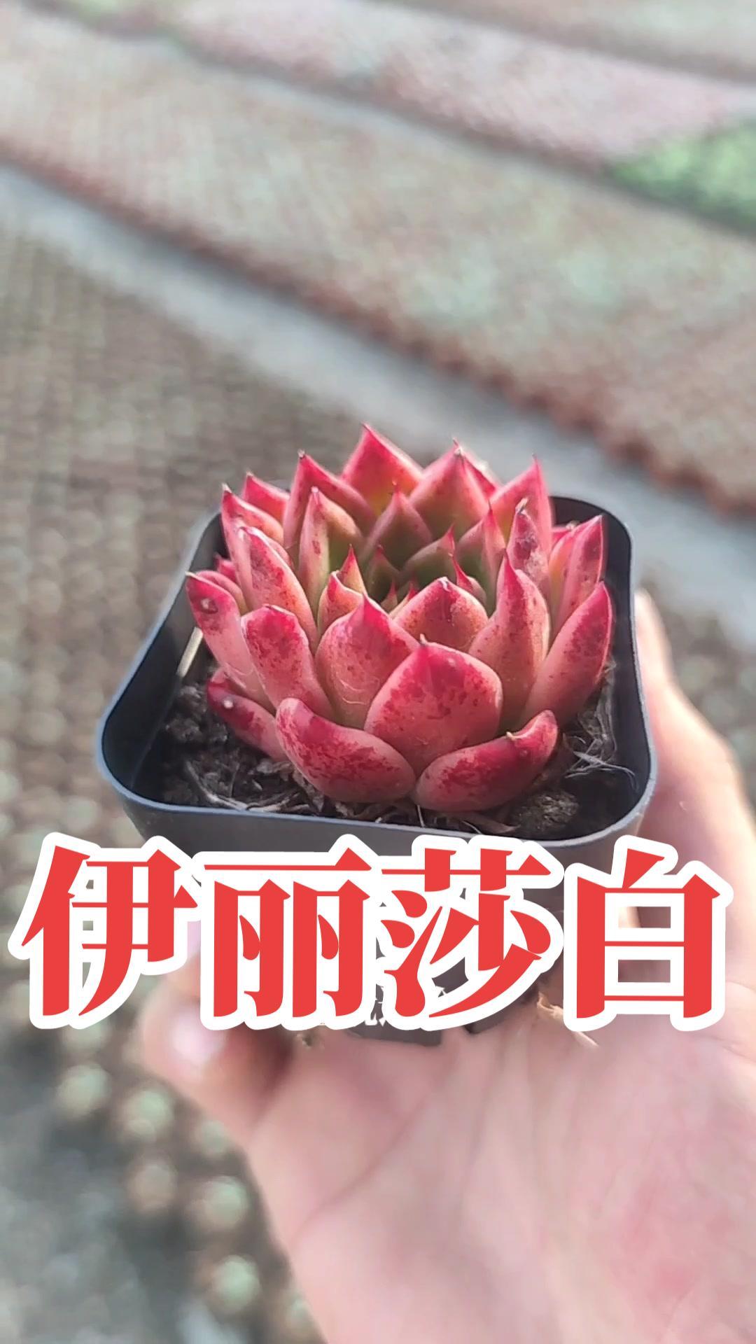 确实好看!秋日渐深,各种各样多肉也开始变得千姿百态,肉迷们的欢乐时刻来了!多肉植物 花卉绿