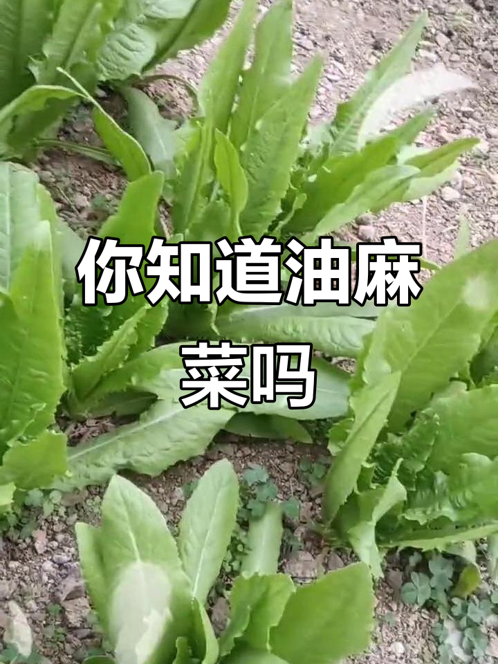 油麻菜你叫它什么?这种蔬菜很有特色