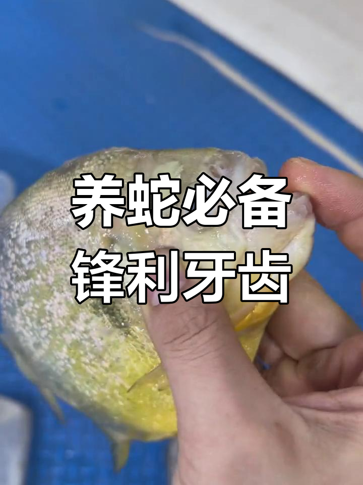 这条食人鱼竟然这么猛!