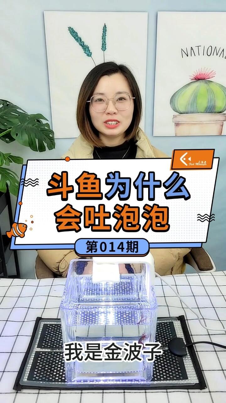 斗鱼为什么会吐泡泡呢?