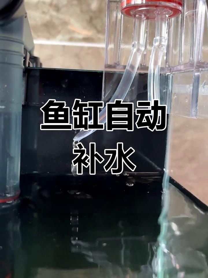 出差不在家?鱼缸补水器来帮忙