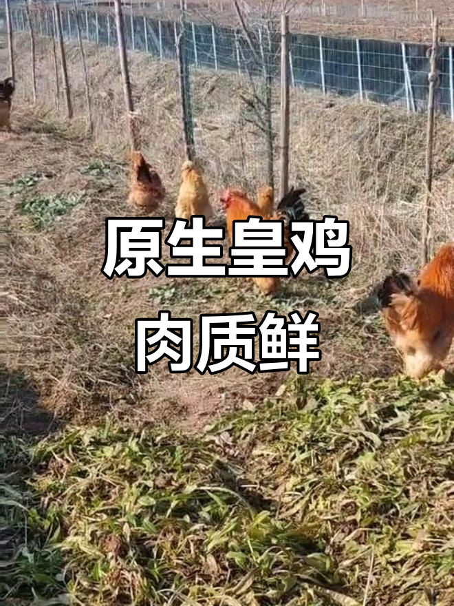 宫廷皇鸡原生态养殖,肉质鲜美无添加