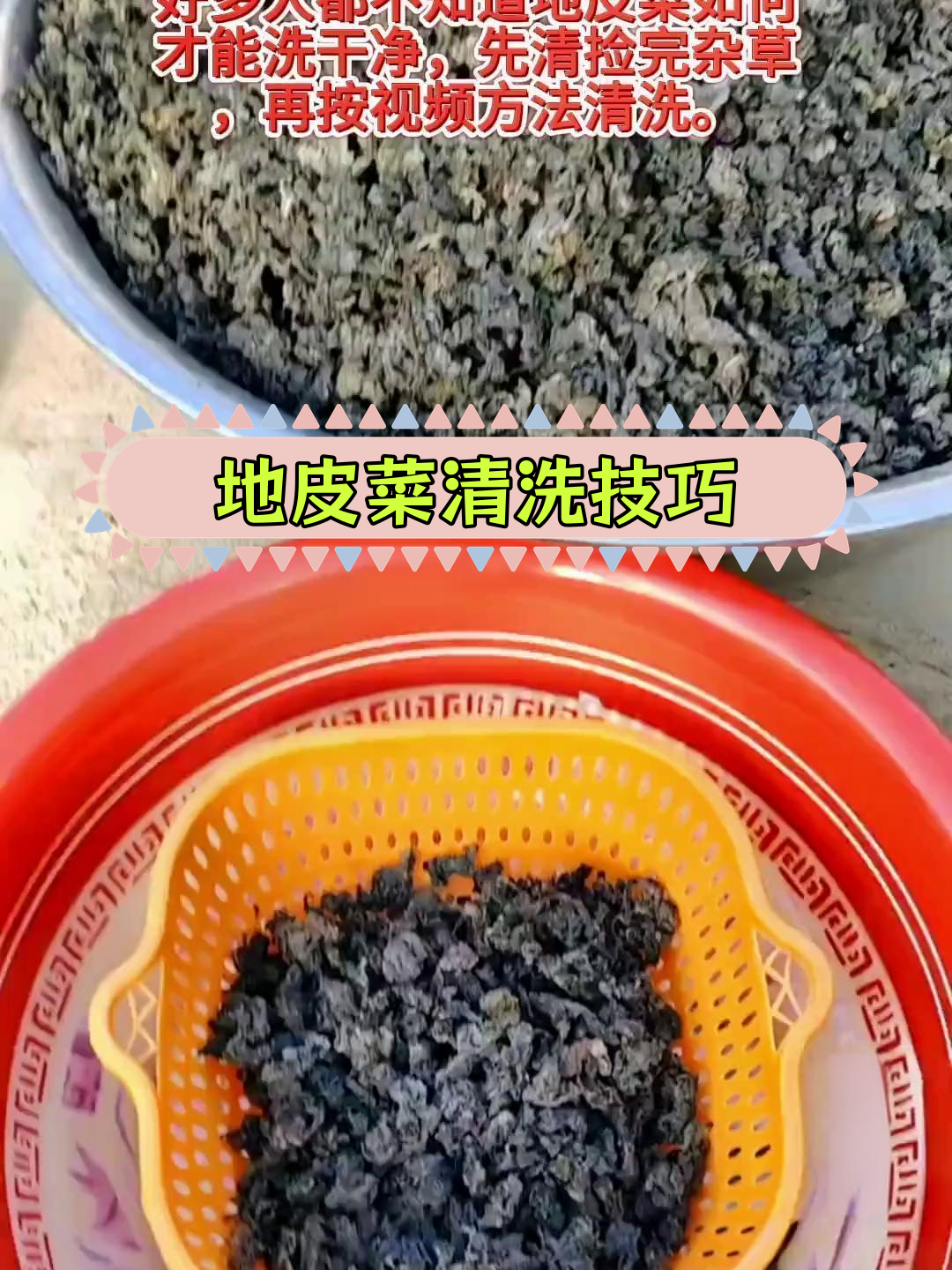 清洗地皮菜的正确方法,去除杂草和泥土