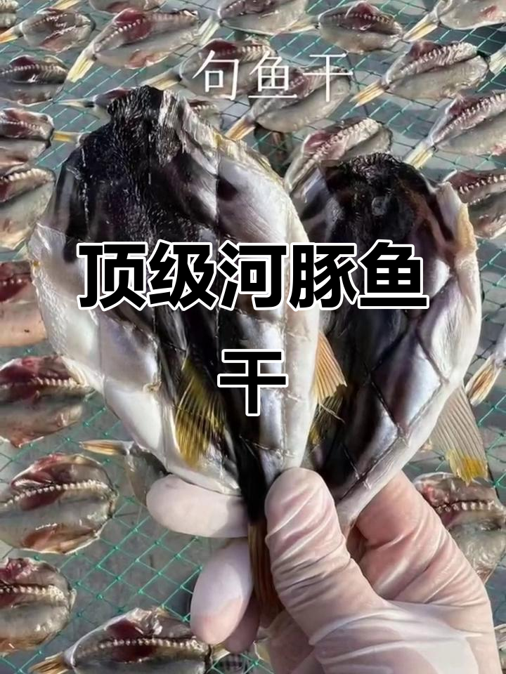 河豚鱼干天花板，海鲜美味新体验