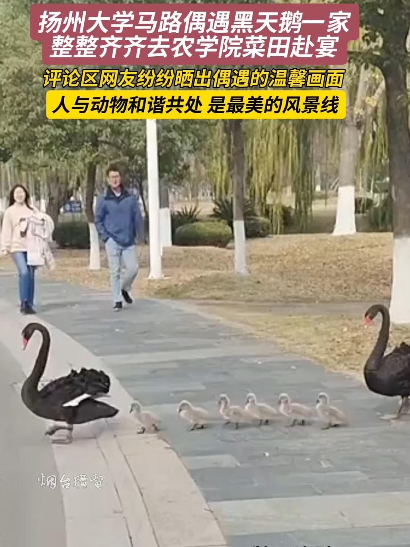 12月3日(发布时间),江苏扬州。大学马路偶遇黑天鹅一家整整齐齐去农学院菜田赴宴,画面温馨