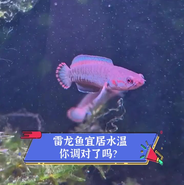 雷龙鱼宜居水温,你调对了吗?