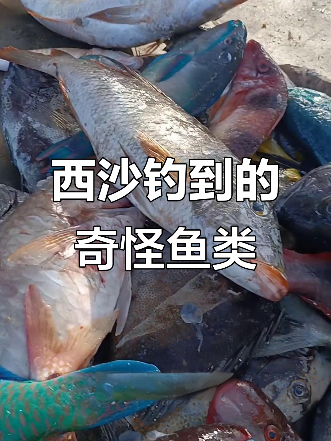 西沙群岛钓鱼大揭秘，这些鱼你认识吗？