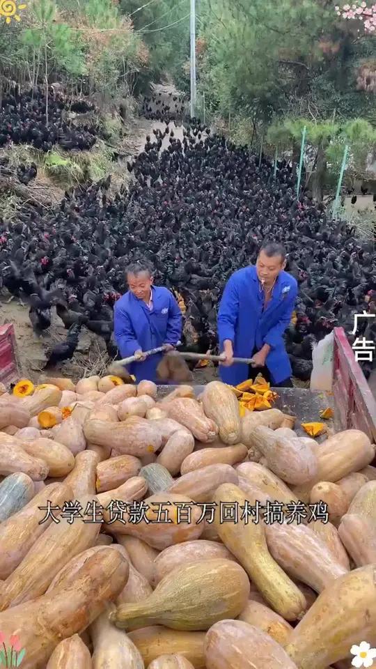 可生食黑凤乌鸡蛋,相信我,没吃过的真心可以试试