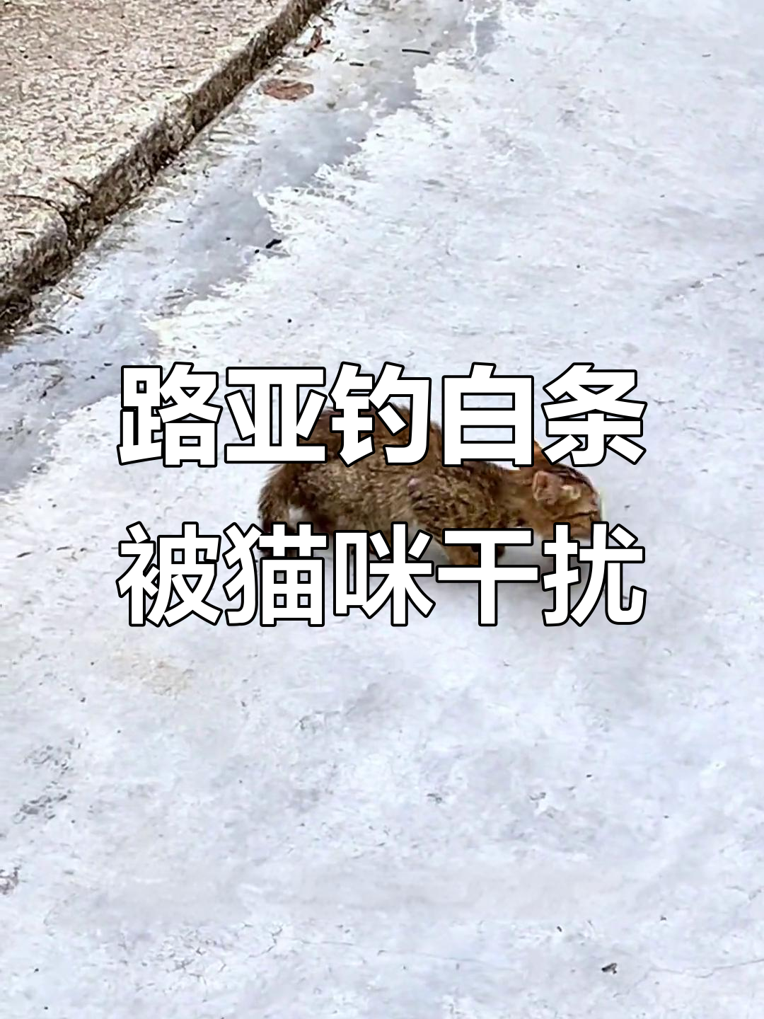 路亚钓鱼遇流浪猫抢鱼,地笼里满满大脚虾