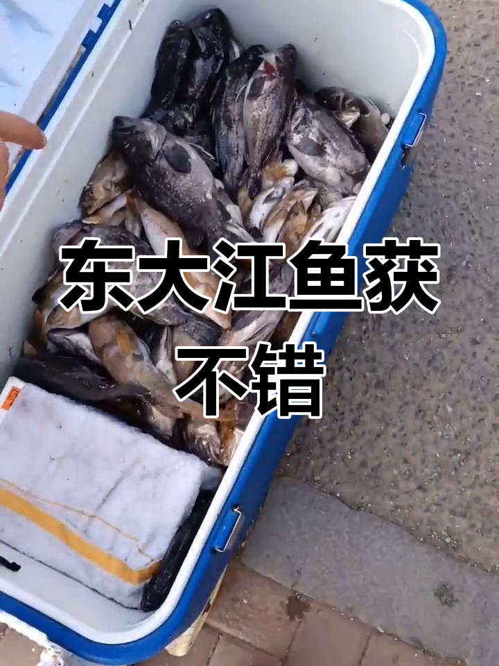庄河东大江钓鱼之旅,收获满满