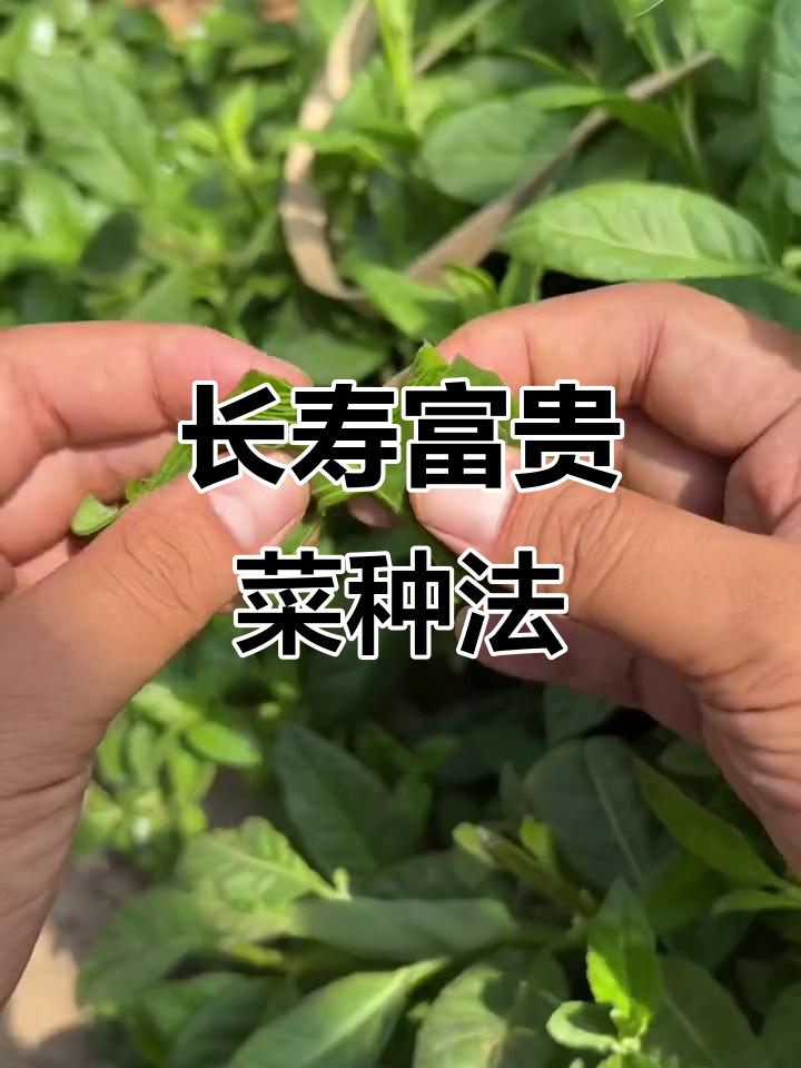 富贵菜,长寿菜的种植秘诀,简单又实用