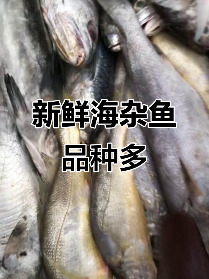 海杂鱼大集合!新鲜米鱼、小黄鱼,品种多样任你选