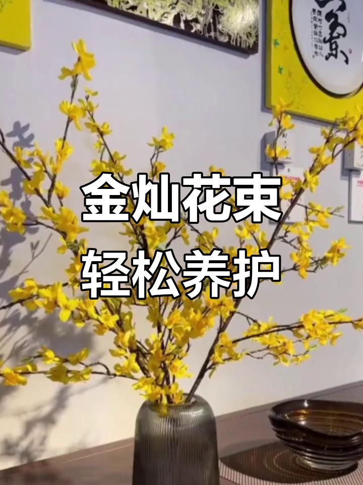 寸寸金水培植物,开花如黄金条般灿烂,香气扑鼻