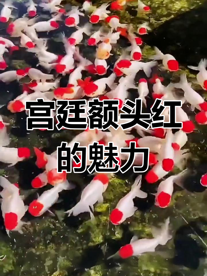 鹅头红金鱼:宫廷珍品与文化传承