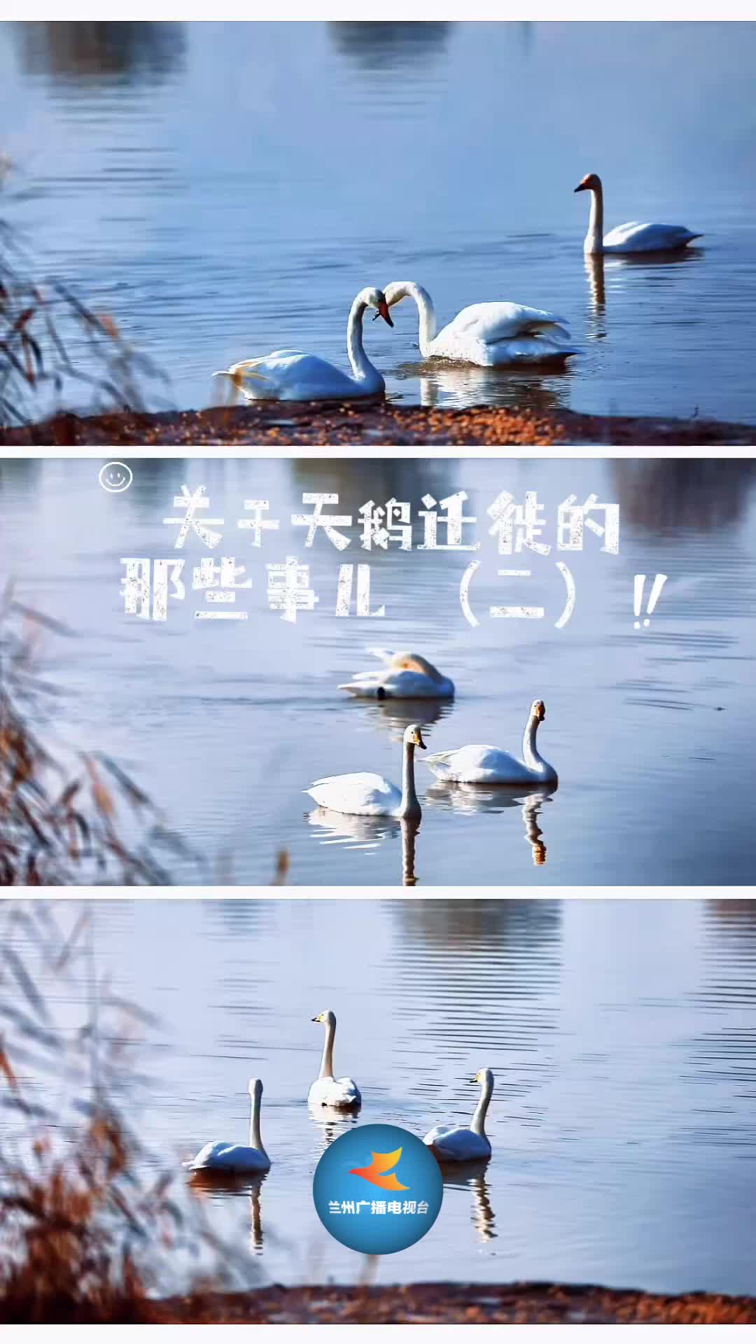 关于天鹅迁徙的那些事儿(二)