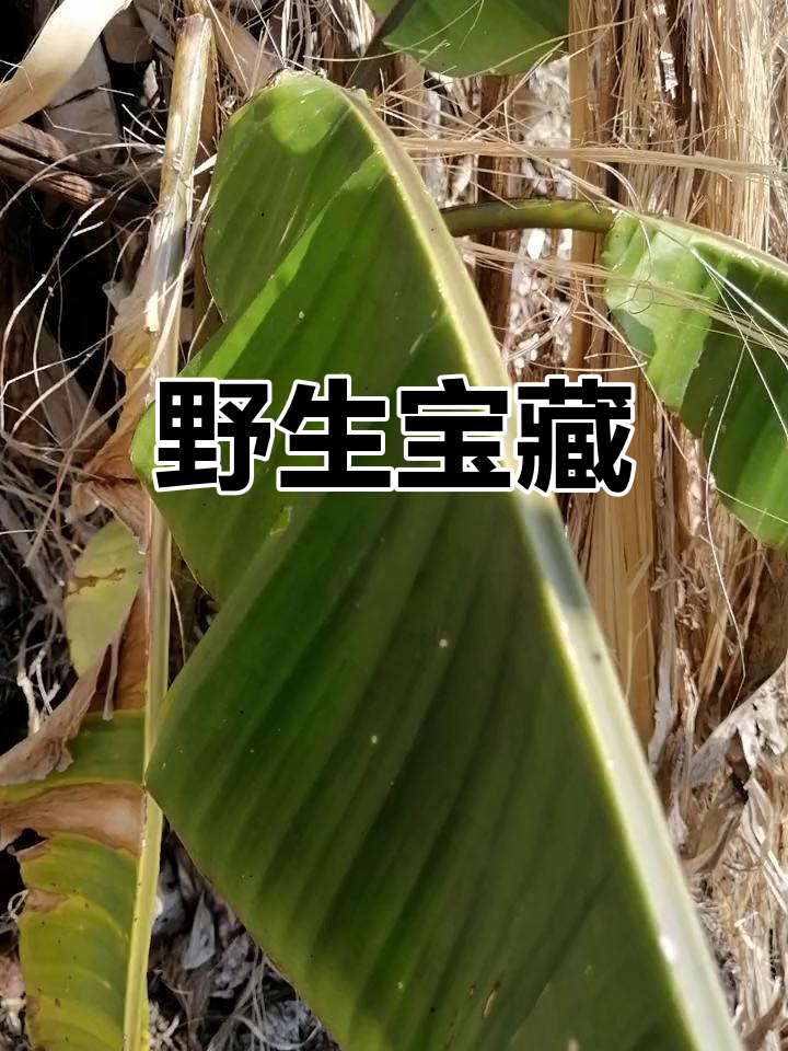 野芭蕉根,全身是宝,土法妙用多