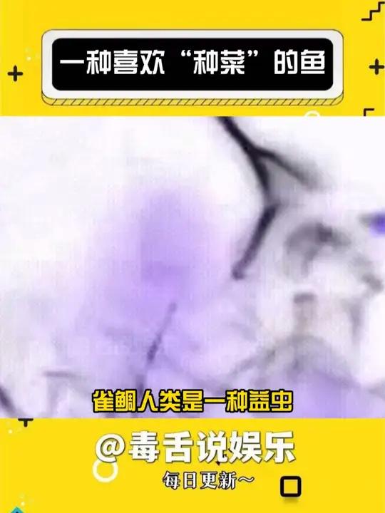 这种鱼还怪可爱的 海洋生物 娱乐评论大赏 动物趣事